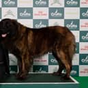 Shane Tychowski from Boston, with Cossus, a Estrela Mountain Dog, which was the Best of Breed winner. Photo: BeatMedia/The Kennel Club