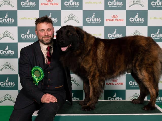 Shane Tychowski from Boston, with Cossus, a Estrela Mountain Dog, which was the Best of Breed winner. Photo: BeatMedia/The Kennel Club