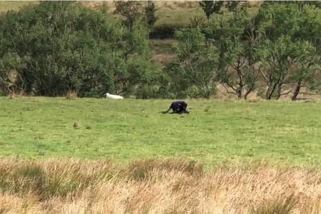 Teens had just passed Jacob’s Ladder in the Peak District when they spotted what they thought was a wild cat