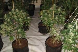 The cannabis grow found at Spring Gardens, Gainsborough