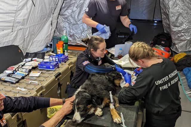 Colin the Lincolnshire Fire & Rescue search dog being treated for his injured paw.