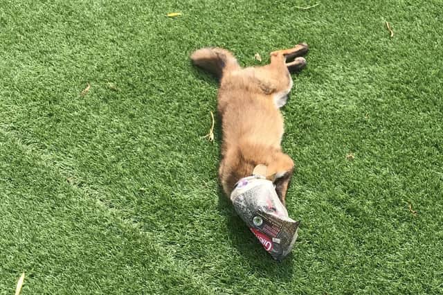 A fox injured by litter