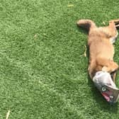 A fox injured by litter