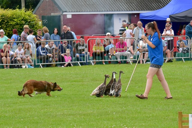A dog and runner duck display in the main arena kept crowds entertained.