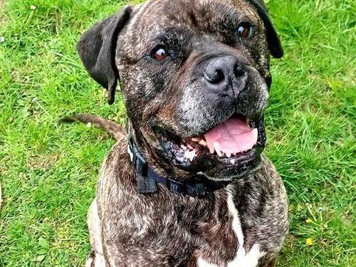 Prince is 8, a big boy that loves attention and a fuss. He is so loyal, but does need daily anti inflammatory to ease his aging joints