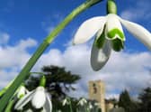 Catherine Baldwin captured this impressive shot of a snowdrop, looking like its towering over St Peter and St Paul’s Church in Kettlethorpe.