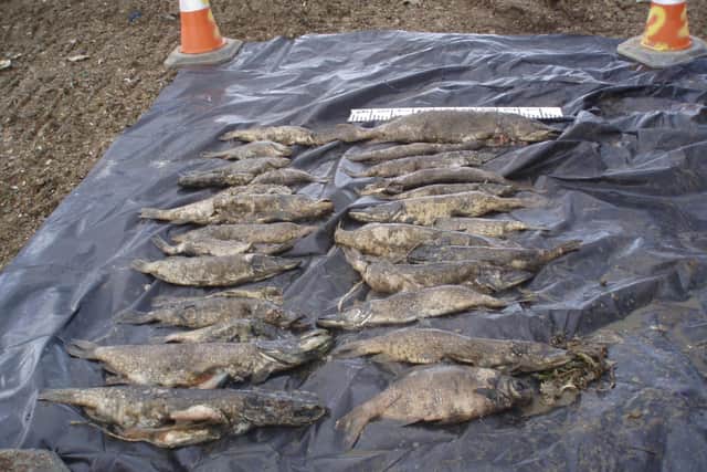 Large dead fish retrieved by Environment Agency officers after the pollution incident. Photo: Environment Agency