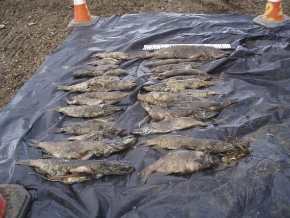 Large dead fish retrieved by Environment Agency officers after the pollution incident. Photo: Environment Agency