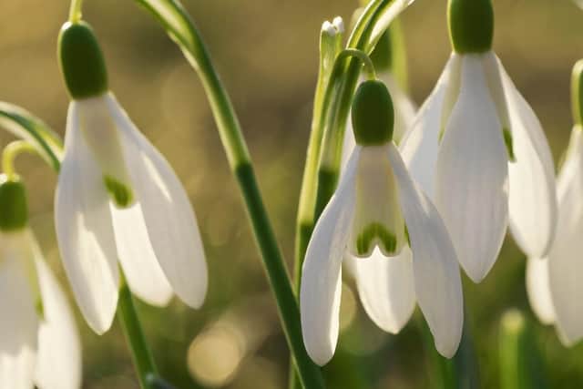 A small cash donation is welcomed in aid of Child Bereavement UK in return for planting a snowdrop.