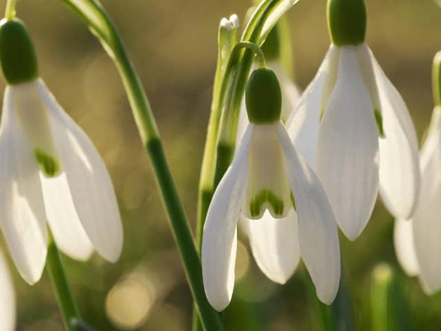 A small cash donation is welcomed in aid of Child Bereavement UK in return for planting a snowdrop.