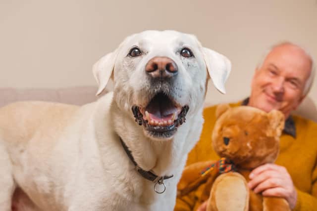 Peter and Benji, Jerry Green Dog Rescue