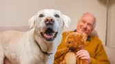 Peter and Benji, Jerry Green Dog Rescue