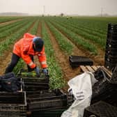 A migrant worker flower picker from Romania working in a Lincolnshire field back in 2021 (Photo by OLI SCARFF / AFP) (Photo by OLI SCARFF/AFP via Getty Images)