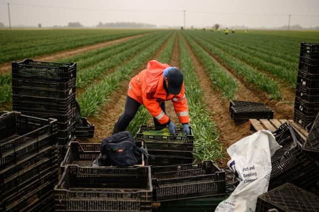 A migrant worker flower picker from Romania working in a Lincolnshire field back in 2021 (Photo by OLI SCARFF / AFP) (Photo by OLI SCARFF/AFP via Getty Images)