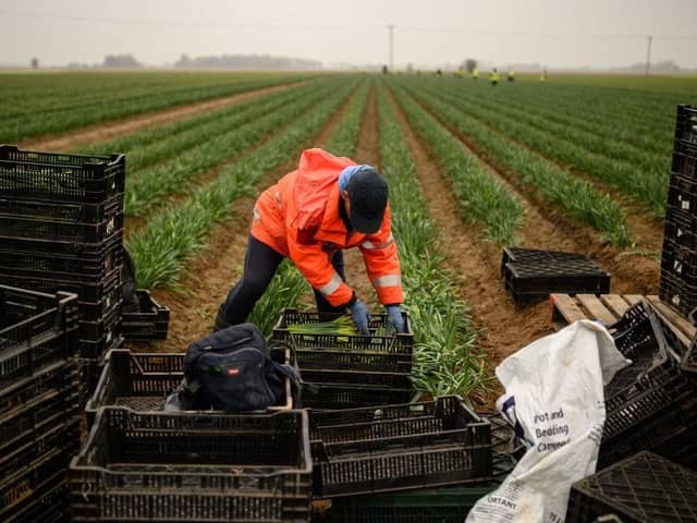 A migrant worker flower picker from Romania working in a Lincolnshire field back in 2021 (Photo by OLI SCARFF / AFP) (Photo by OLI SCARFF/AFP via Getty Images)