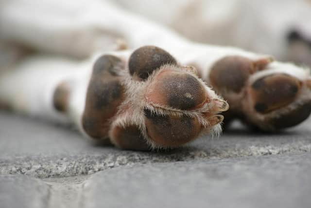 Top dog trainer Shelina Duke has revealed her hardest to train breed - Animal News Agency