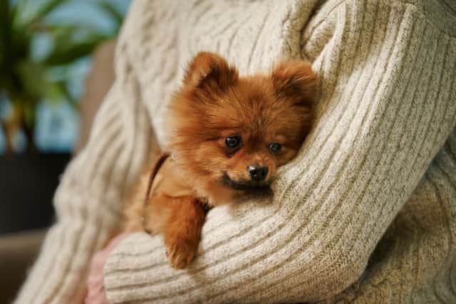 Bella & Duke has launched a specially curated Spotify playlist to help calm anxious dogs