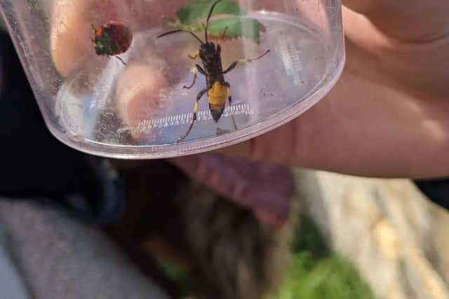 Sone of the insects caught and later released.