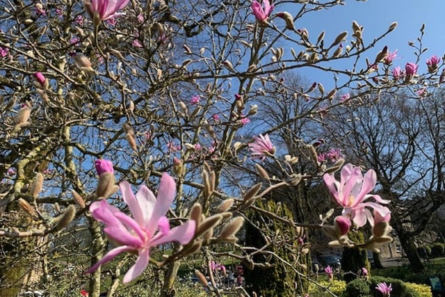 This colourful shot was taken on a lovely spring day by Pauline Baines.