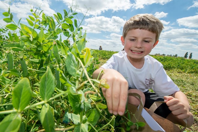 Leon, age 5, picking peas to celebrate Lincolnshire's harvest.