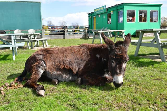 A sick donkey rests in the sunshine.