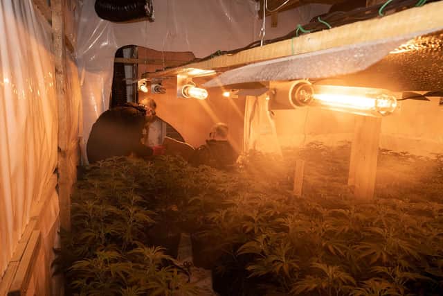 One part of the grow found at the disused warehouse near Boston.