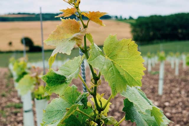 The grapes grown on the estate will mature in September to October 2025