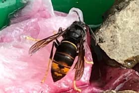 An Asian hornet. Photo supplied