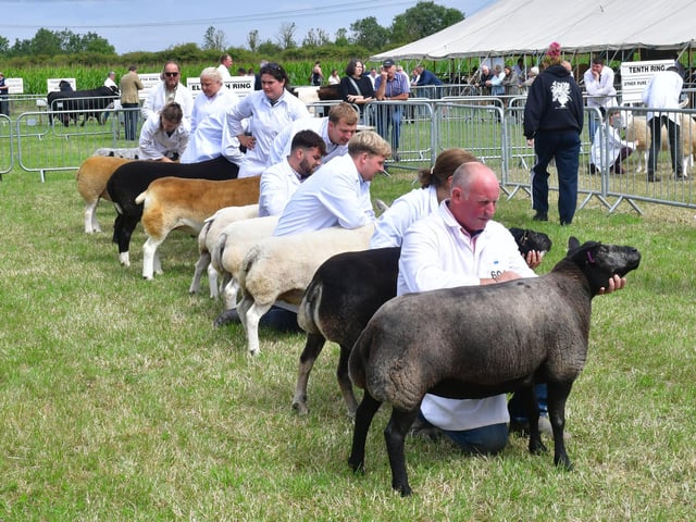 Livestock judging