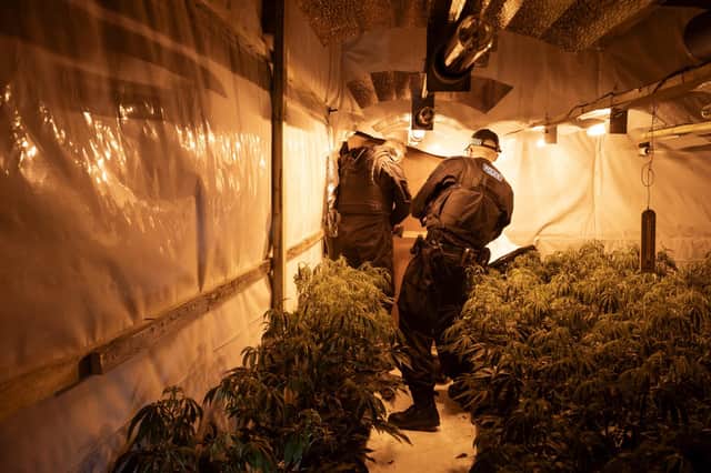 Police officers search the 49 rooms of cannabis within the old tyre factory at Hubberts Bridge. Photo: Lincs Police