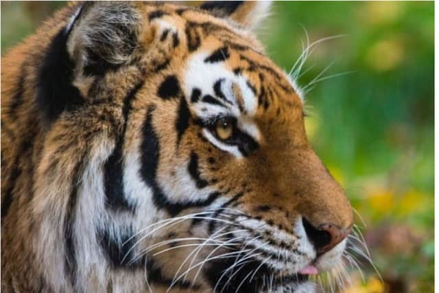 A tiger at a zoo in the USA has tested positive for coronavirus. (Photo: Bronx Zoo/Instagram).