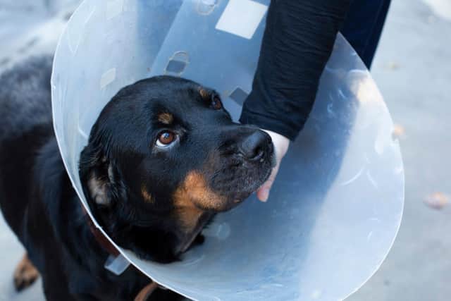 The RSPCA gets around 84,000 calls to its cruelty line every month