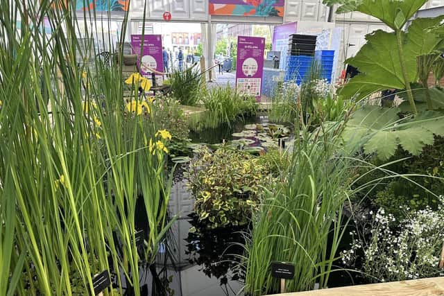 Lincolnshire Pond Plants's pond display.