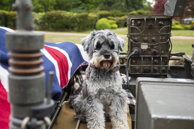 Dog Archie Smith at the Petwood Hotel. Photo: Holly Parkinson