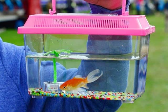 The tradition of live goldfish 'prizes' being given out at fairgrounds has been called 'cruel' and 'outdated'. Image for illustration only.