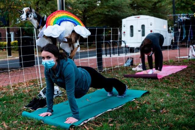 A goat in rainbow costumes stands on the back of a woman doing a yoga. (Photo by ANDREW CABALLERO-REYNOLDS / AFP)