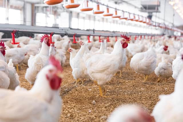 Broiler chickens are bred and raised specifically for their meat, and most reach slaughter age between 35 and 40 days.