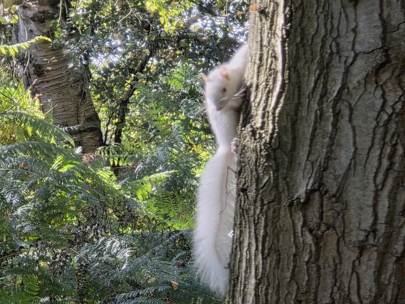 A chance to see its white, fluffy tail in full.