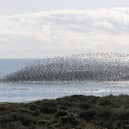 A wader roost captured by David Curtis at Gibraltar Point in September last year.