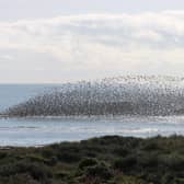 A wader roost captured by David Curtis at Gibraltar Point in September last year.