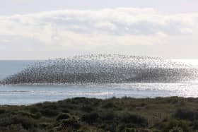 A wader roost captured by David Curtis at Gibraltar Point in September last year.