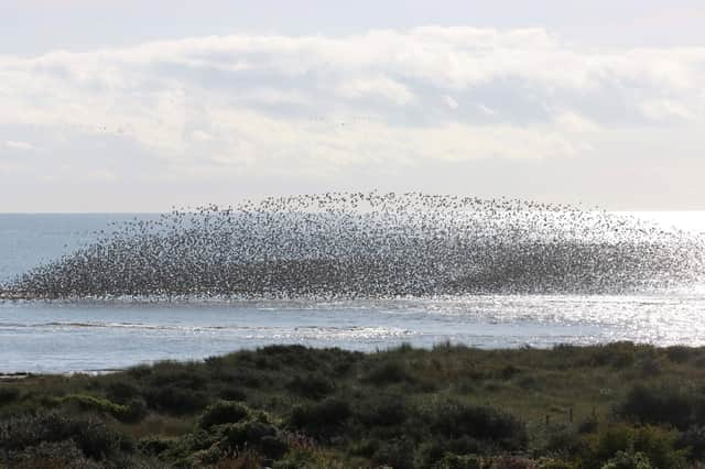 A wader roost captured by David Curtis at Gibraltar Point in September last year.