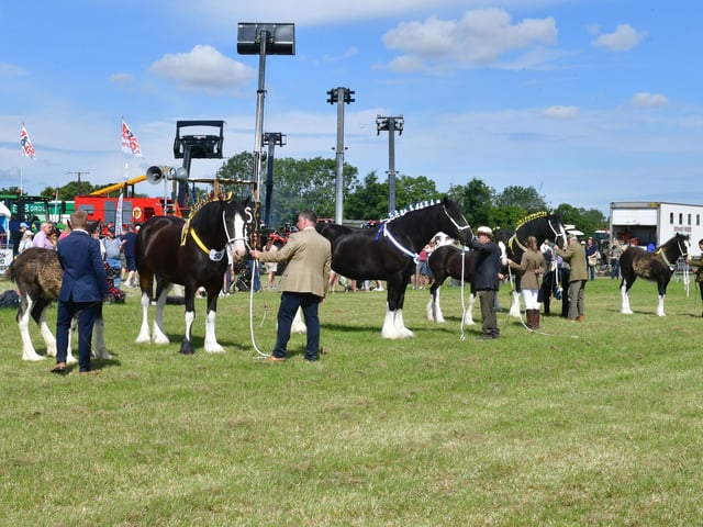 Heavy Horse judging