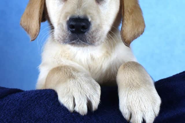 Guide dog puppy Rasen