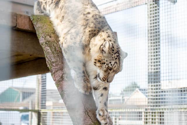 Aruna the snow leopard.