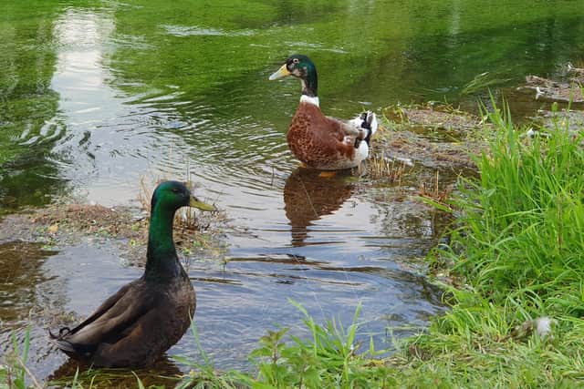 Sleaford's giant duck (right) tries to make friends with other drakes.