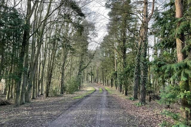 Harrison (Haugham and Burwell) Woodlands, a 482-acre site that is now owned by The Woodland Trust.
