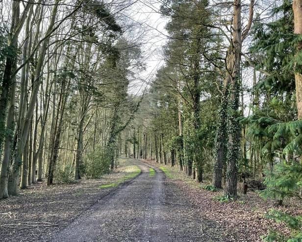 Harrison (Haugham and Burwell) Woodlands, a 482-acre site that is now owned by The Woodland Trust.
