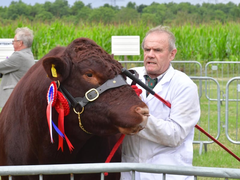 Livestock judging