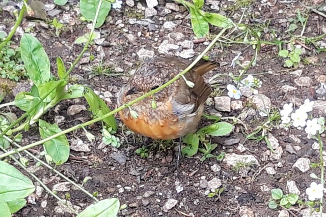 Andrew’s Photography snapped this gorgeous close-up of a young robin, trying to look inconspicuous.